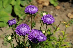 Georgia aster