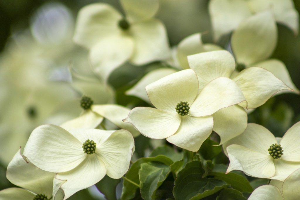 Georgia native plant - dogwood