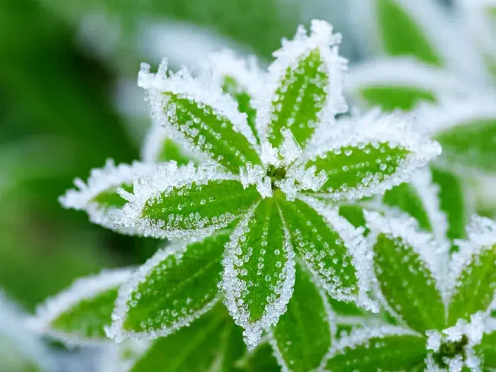 frozen plant e1677274046343