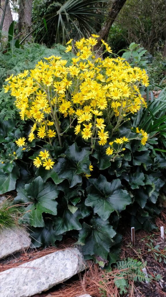 Ligularia