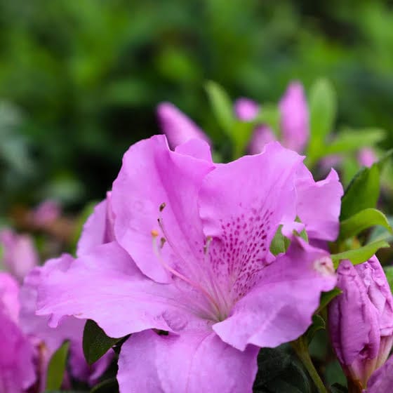 Encore azalea lilac