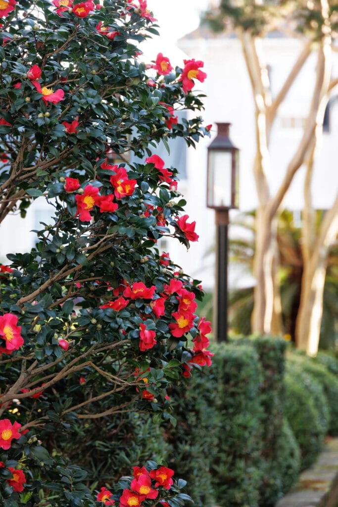 Yuletide camellia