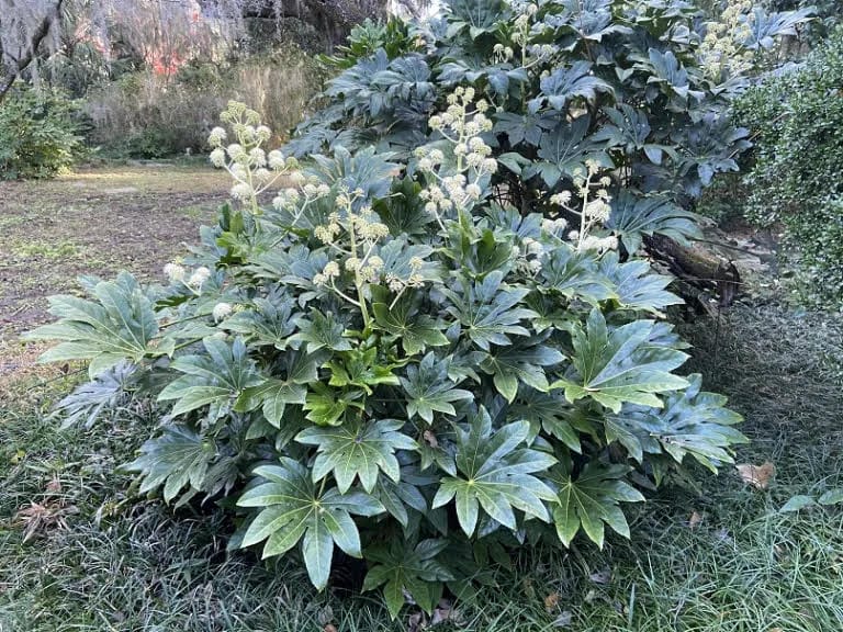 fatsia