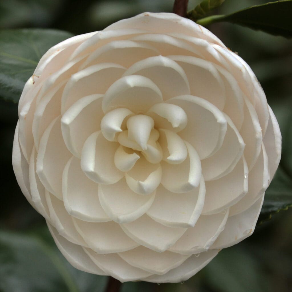 Camellia sea foam and its perfect white blossoms
