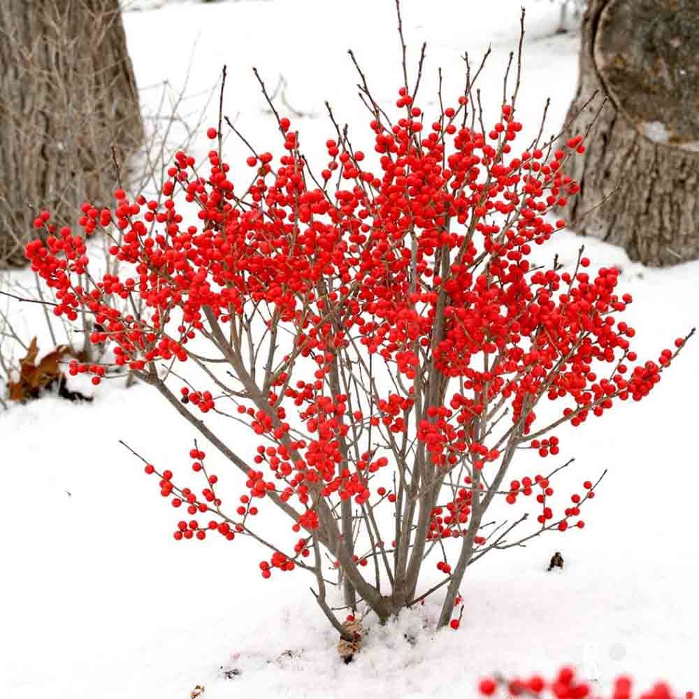 Red sprite holly against the snow background