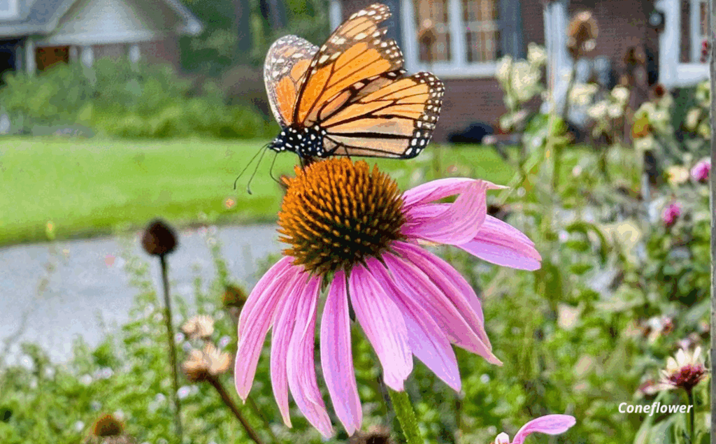 Butterfly on pink coneflower blossom.