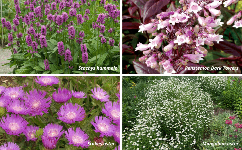 Colorful flowering perennials in garden