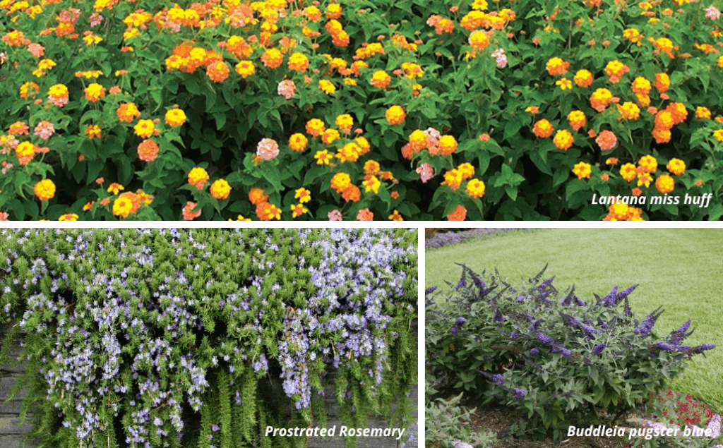 Colorful flowers and lush greenery.