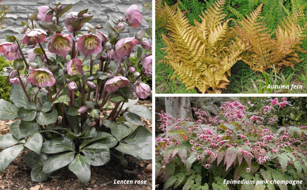 Various shade-loving plants and ferns